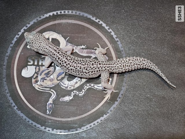 Preview of the first image of Selection of supersnow leopard geckos.