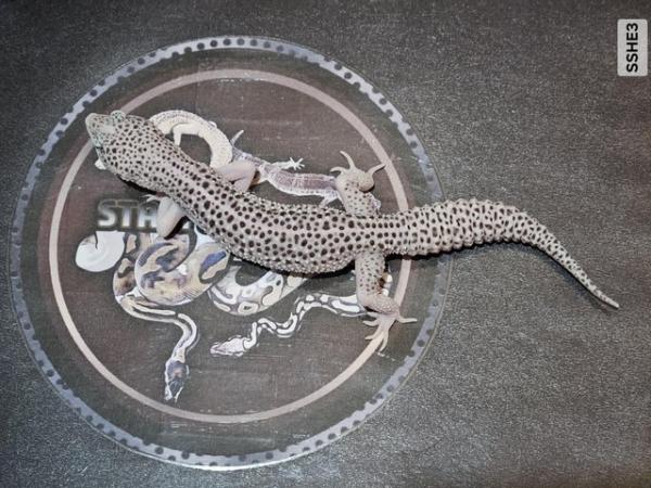 Image 1 of Selection of supersnow leopard geckos
