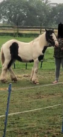Image 3 of Cob 4 years old good pony full of love