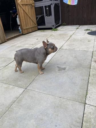 Image 11 of French bulldog carrying l4 fluffy