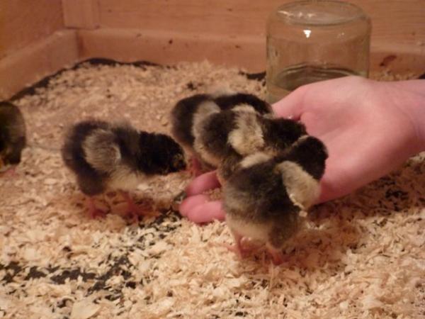 Image 3 of Hatching Eggs - Silver Laced Wyandotte Bantams - Show Stock