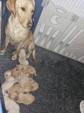 Image 3 of ***READY NOW*** LABRADOR PUPPIES