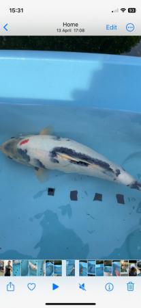 Image 1 of Japanese Koi reared from Fry