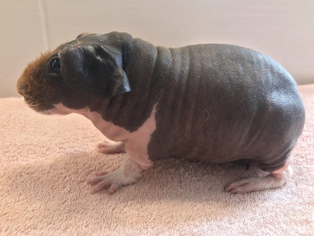 Preview of the first image of Skinny Pig Sow from Imported Lines.