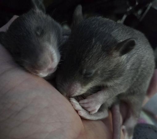 Image 9 of Gambian Pouched Rat babies