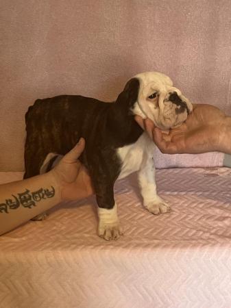 Image 18 of READY TO LEAVE NOW!!!! Stunning British bulldogs