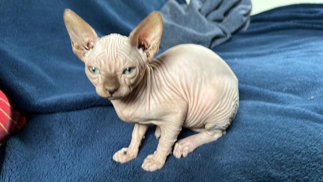 Image 10 of Playful and loving Sphynx kittens