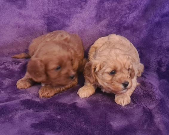 Cavapoo puppies for sale in Sunderland, Tyne and Wear