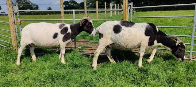 Image 2 of 3 Pedigree Jacob Breeding Ewes