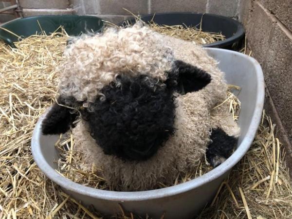 Image 2 of Valais blacknose ram lamb or wether