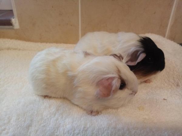 Image 5 of Guinea Pigs... Sow. Ready now