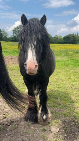 Image 1 of Hugo, 6 year old stallion