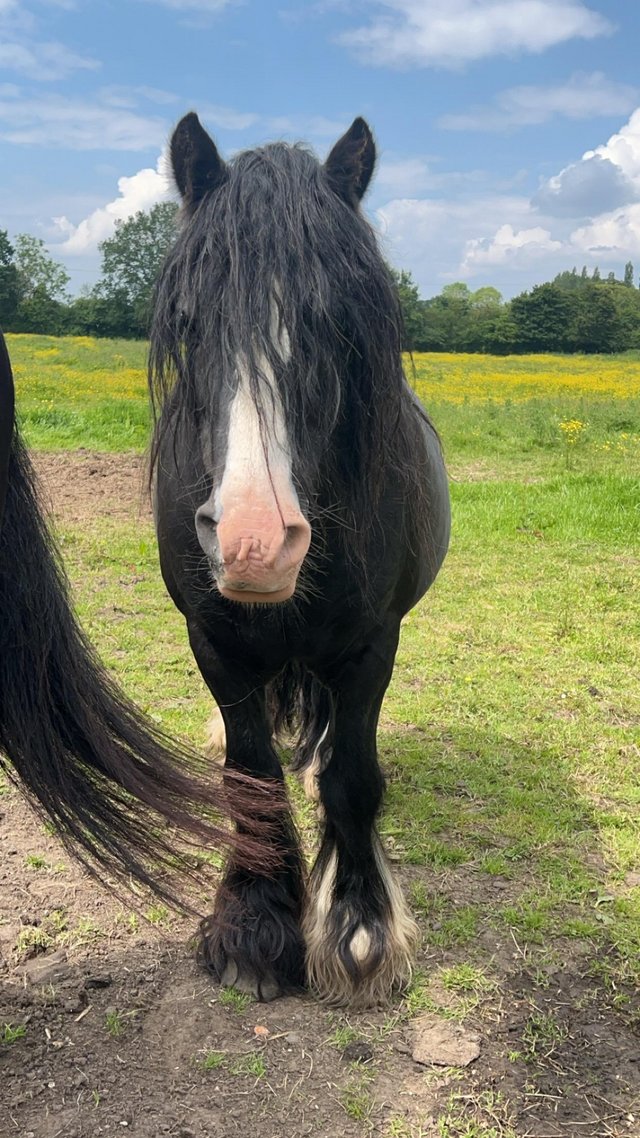 Preview of the first image of Hugo, 6 year old stallion.