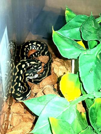 Image 3 of Jungle carpet pythons...