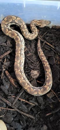 Image 1 of 2year old male and female dumeril boas for sale