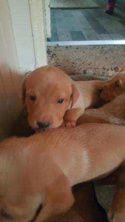 Image 3 of 8 week old Labrador puppies For sale