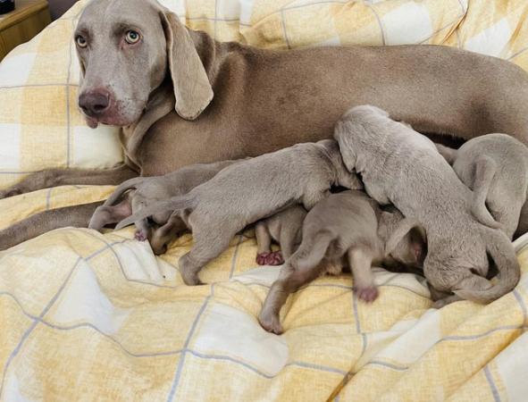 Image 3 of Weimaraner bitch for sale 6 years old beautiful temperament