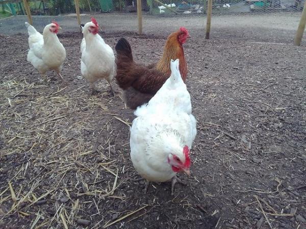 Image 2 of Point of lay / laying hens