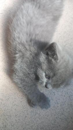 Image 3 of British Blue Shorthair Kittens Tabby
