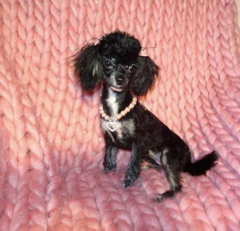 Image 7 of XXXXXXXS Micro Tiny Toy Poodle Girl Puppy 9 months old