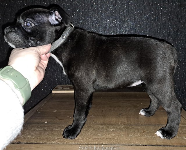 Blue staffordshire bull terrier puppies for hot sale sale yorkshire