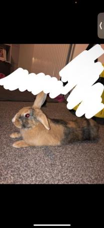 Image 4 of 5 month old female indoor rabbit