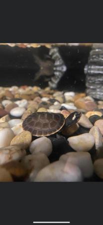 Image 1 of Turtles and Terrapins available…….