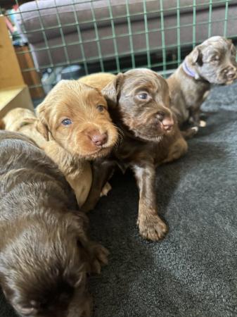 Image 18 of Litter of 10 flashy Aussidoodle x Cocker Spaniel puppies
