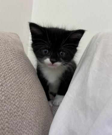 Image 8 of Gorgeous Black and white Kitten