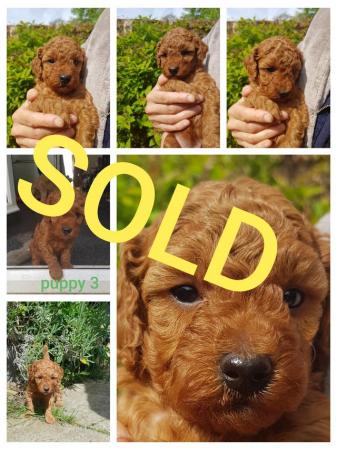 Image 3 of Cockapoo Puppies all sold