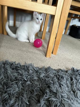 Image 3 of 14 Week Old White Male Kitten