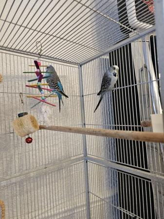 Image 3 of 2 budgies and large cage
