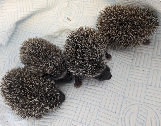 Preview of the first image of African pgymy hedgehogs.