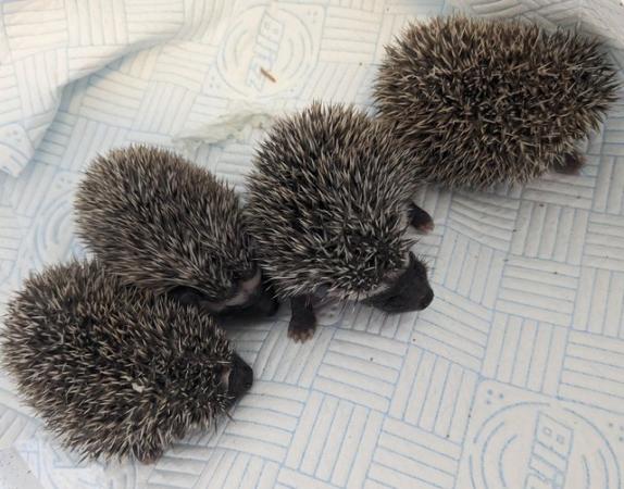 Image 1 of African pgymy hedgehogs