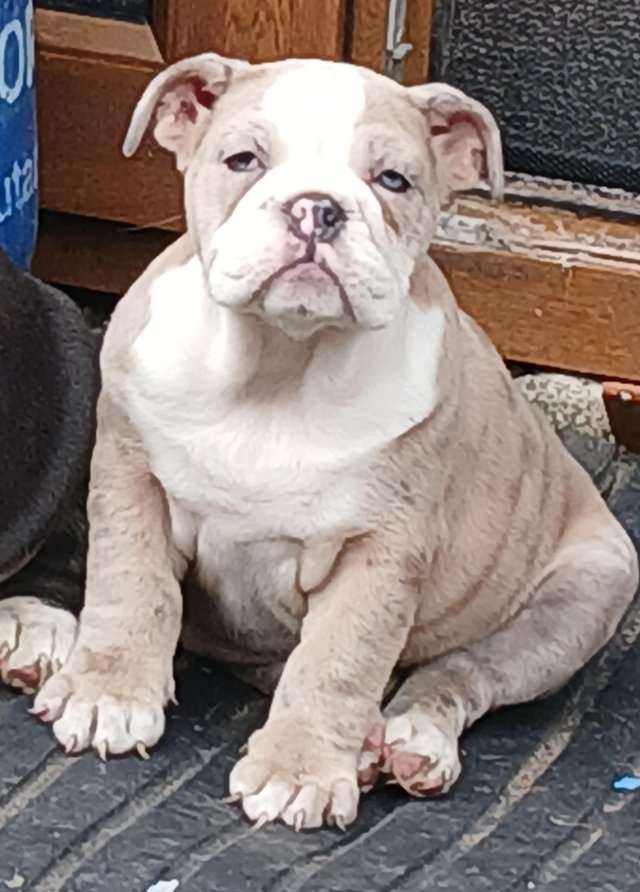 Preview of the first image of Bulldog puppies for sale.
