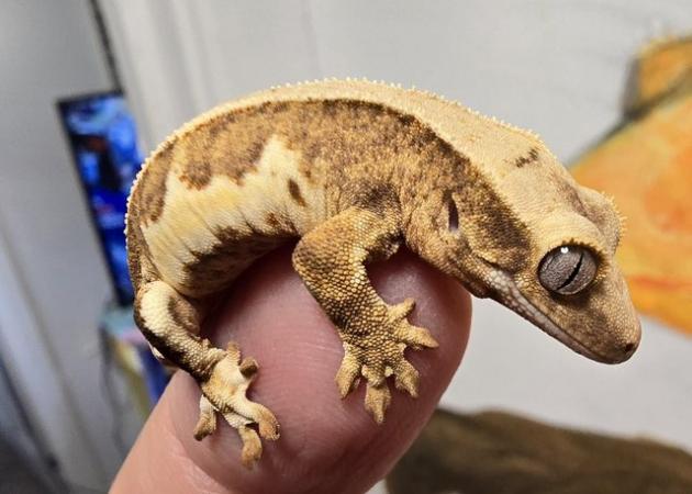 Image 8 of Stunning collection of lily whites/normal crested gecko's