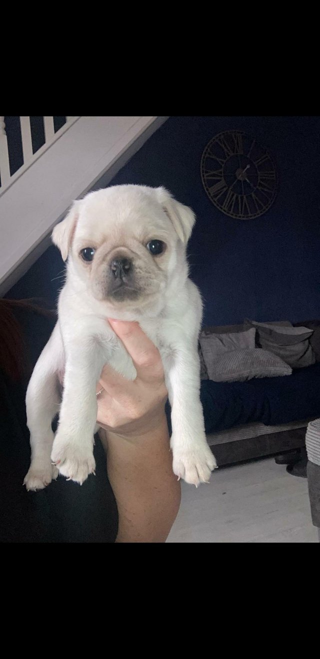 Preview of the first image of KC White Pug Puppy - One Female Left ?.