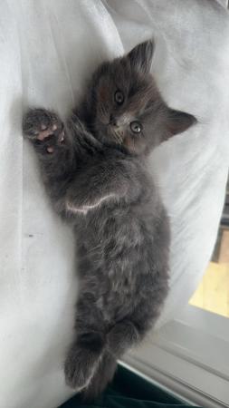 Image 4 of Grey kitten.. Last grey boy left