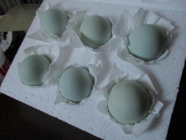 Image 4 of Blue Hatching Eggs from Show Quality Large Araucana