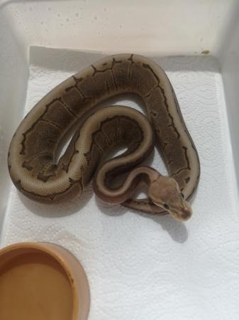 Image 4 of Female ball pythons for sale ready now