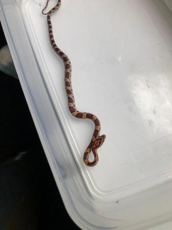 Image 2 of Baby corn snakes for sale pembrokeshire