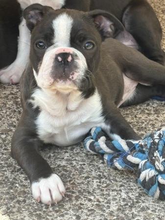 Image 10 of KC Reg Exceptional Boston Terrier Puppies