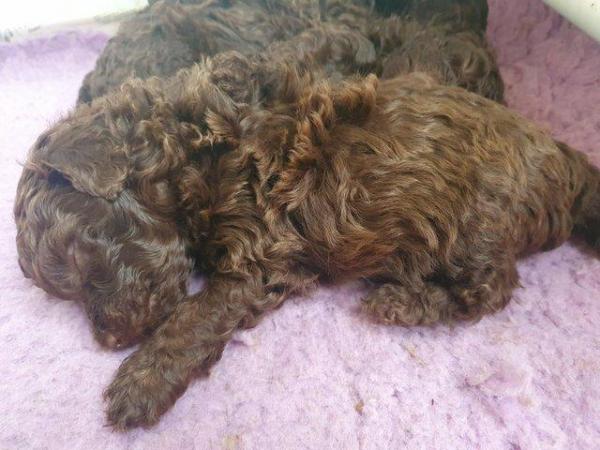 Image 24 of kc reg tiny chocolate toy poodle for stud only