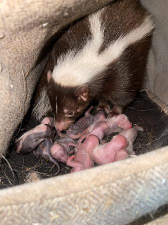 Image 2 of 6 lovely baby skunks for sale