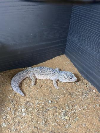 Image 3 of Leopard gecko and vivarium for sale