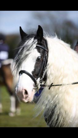 Image 3 of Gypsy Cob Mare for share/hacking £140pcm