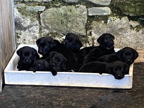 Image 3 of Black labrador puppies for sale