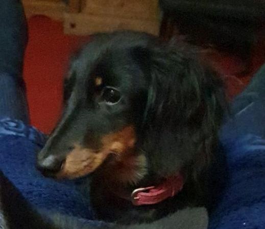 KC registered Miniature dachshund puppy for sale in Telford, Shropshire - Image 4