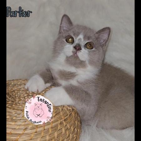 Image 3 of BRITISH SHORTHAIR KITTENS READY NOW