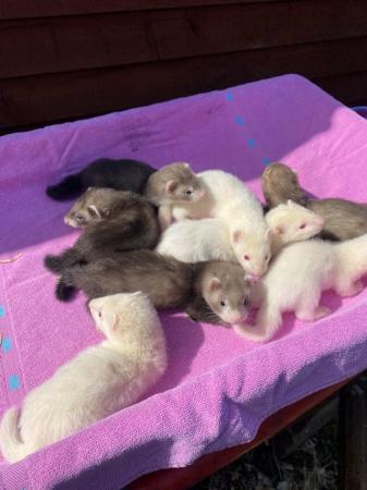 Image 2 of Baby ferrets albino and polecats